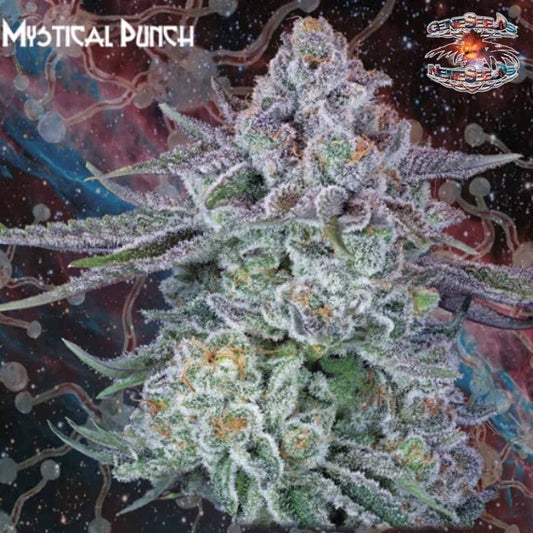 Mystical Punch Blüte mit dichter Harzschicht, grünen Zuckerblättern und orangefarbenen Blütenfäden