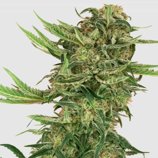 Reife N13 Kush Cannabispflanze mit dichten harzigen Knospen und schmalen grünen Blättern