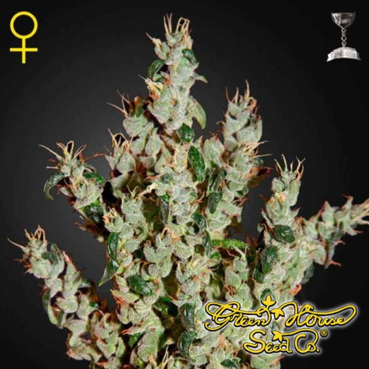 NL5 Haze Mist feminisierte Cannabispflanze mit dichten, harzigen Buds und orangefarbenen Blütenfäden