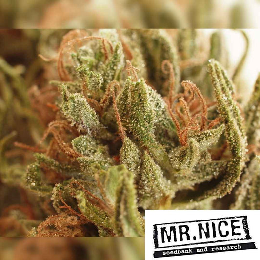 NL5 Haze Blüte mit dichten Harztrichomen und orangen Blütenhärchen in Nahaufnahme