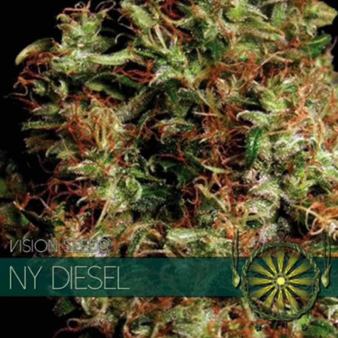 NY Diesel von Vision Seeds mit kompakter dunkelgrüner und harziger Cannabisblüte.