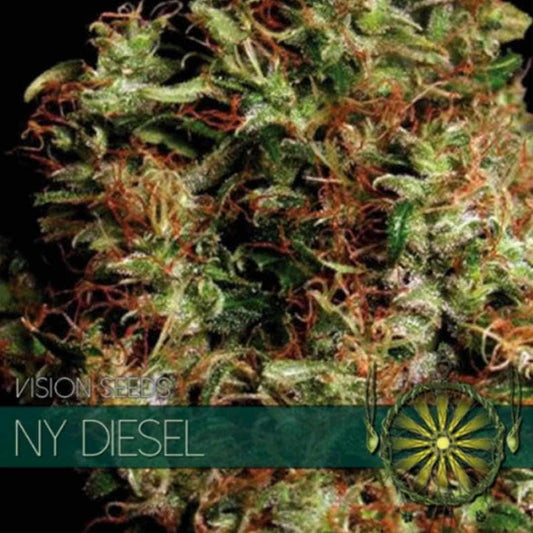 NY Diesel von Vision Seeds mit kompakter dunkelgrüner und harziger Cannabisblüte.