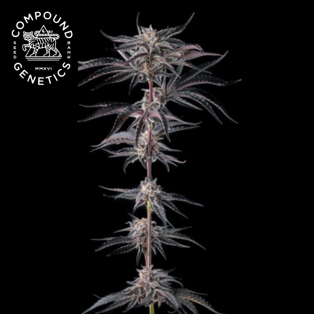 Nakamarra Feminisierte (Compound Genetics)