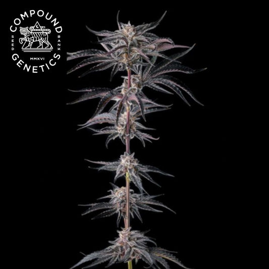 Nakamarra Feminisierte (Compound Genetics)