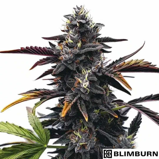 Narkosis Cannabisblüte mit dunklen, harzigen Buds und orangefarbenen Stempeln in dichter Struktur