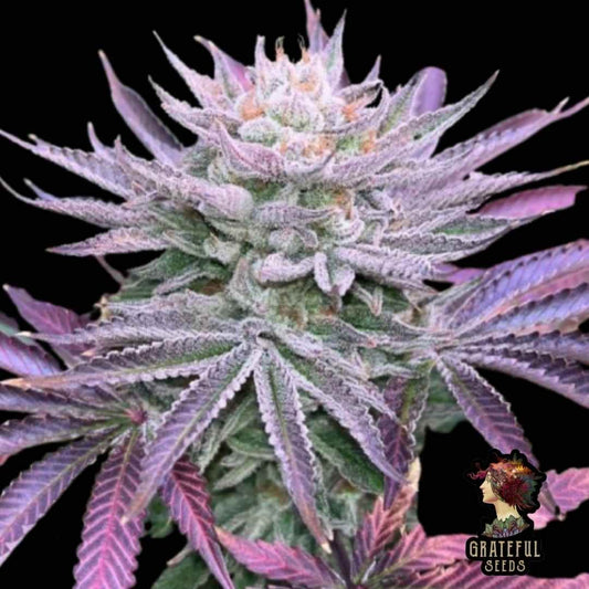 Nasty Runtz Bud mit dichten, harzigen Blüten und violett gefärbten Zuckerblättern