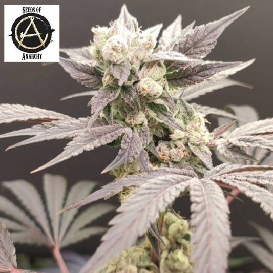 Naughty Dawg Cannabisblüte mit frostigen Trichomen, violetten Blättern und kompakten Buds
