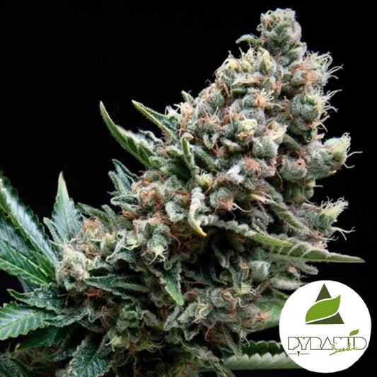 Dichte Nefertiti Blüte mit harzigen Trichomen und orangefarbenen Blütenhaaren