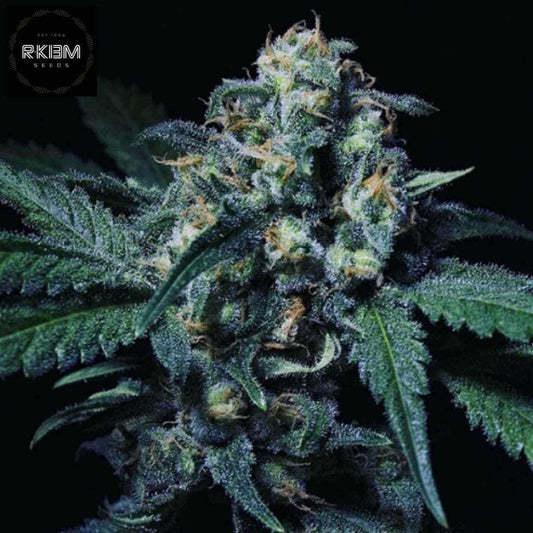 Negra 44 Cannabisknospe mit dichter Harzschicht, orangefarbenen Blütenstempeln und kompakten, kristallreichen Buds