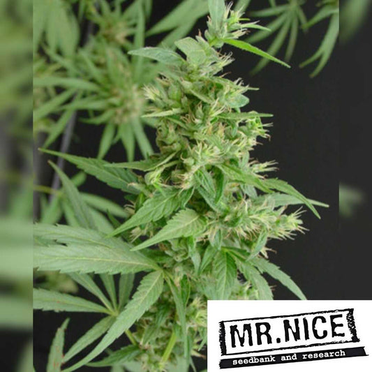 Neville’s Haze Blüte mit dichten, harzigen Buds und schmalen, sativatypischen Blättern