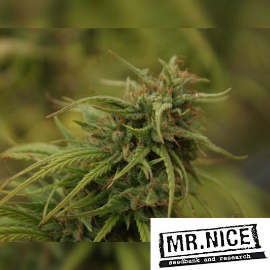 Neville's Skunk Blüte mit harzigen Trichomen und orangefarbenen Blütenhärchen in Nahaufnahme.