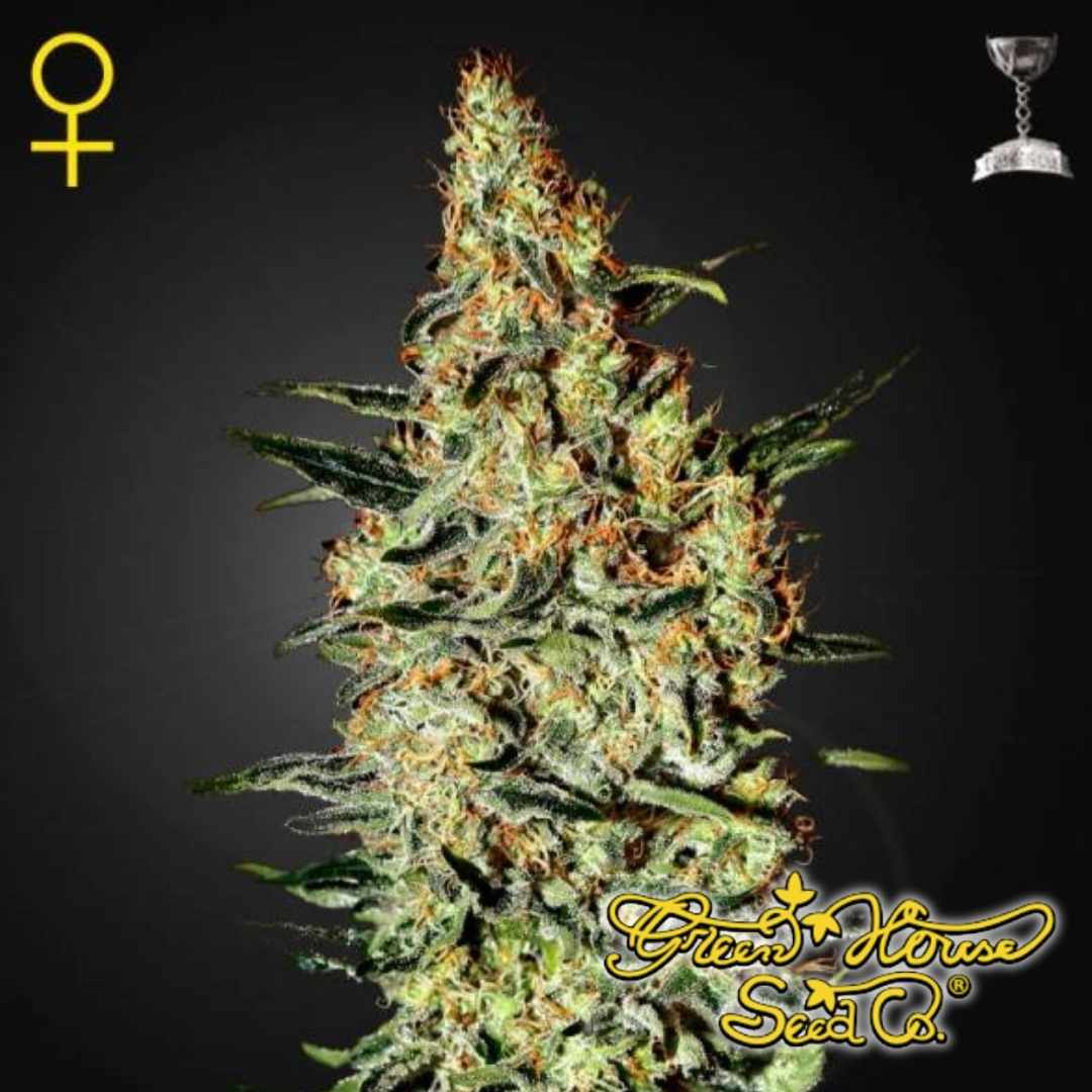 Dichte Neville's Haze Blüte mit langen Kelchen, starkem Harzbesatz und orangefarbenen Blütenstempeln