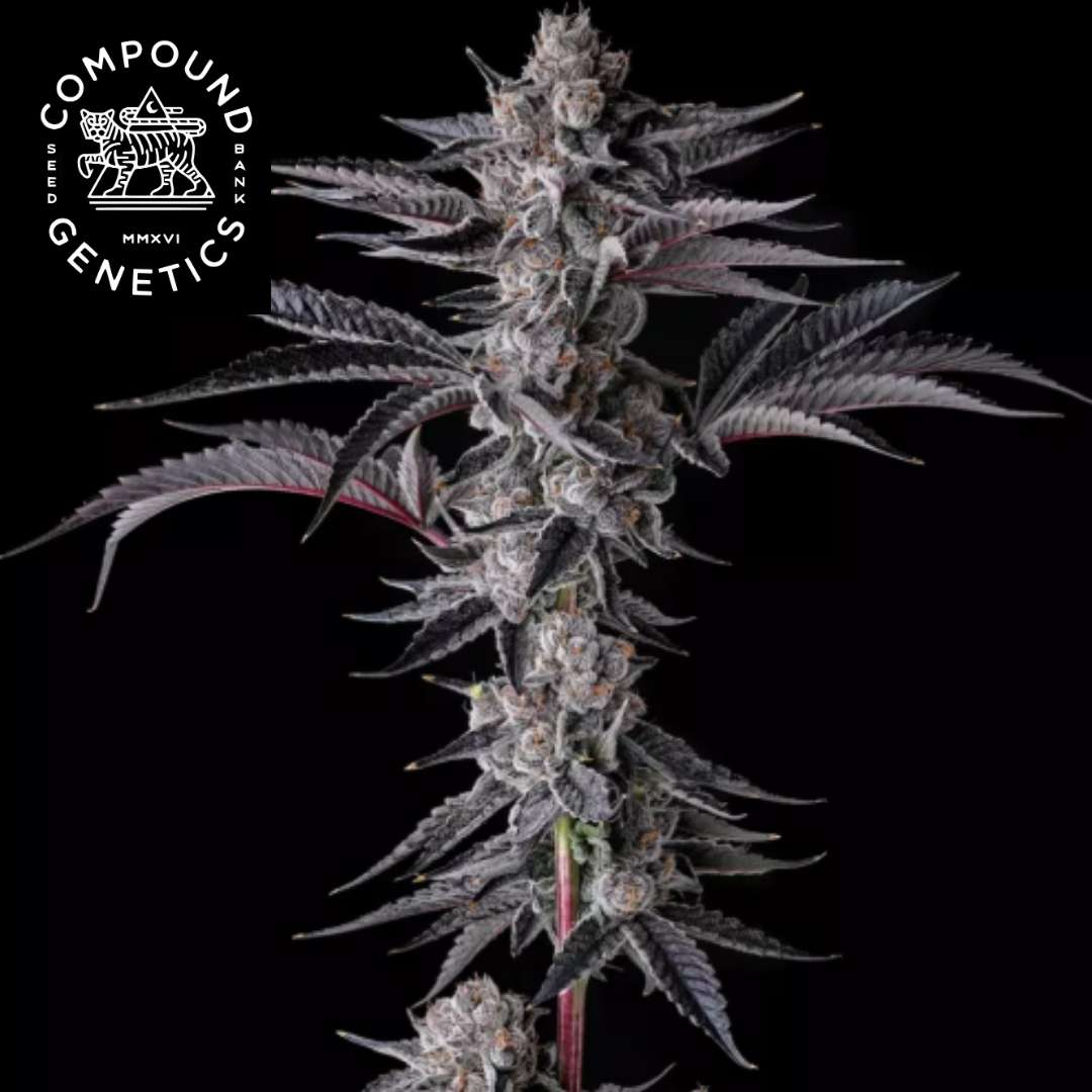 New Money Cannabisblüte mit dichten Trichomen und dunklen, schmalen Blättern