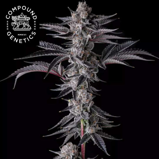 New Money Cannabisblüte mit dichten Trichomen und dunklen, schmalen Blättern