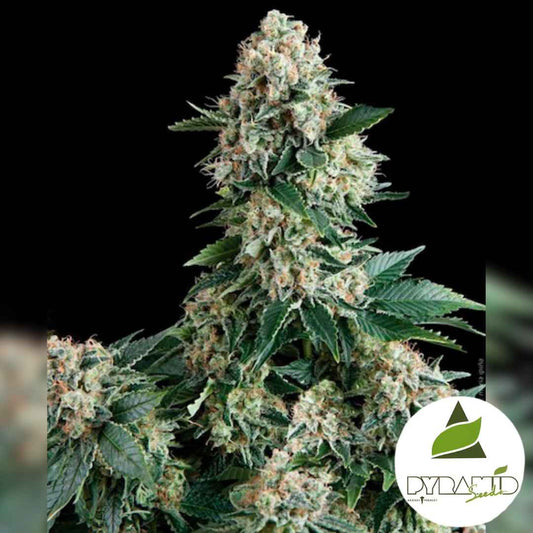 Dichte New York City Blüte mit hellgrünen Buds, vielen Harztrichomen und orangefarbenen Blütenhaaren.