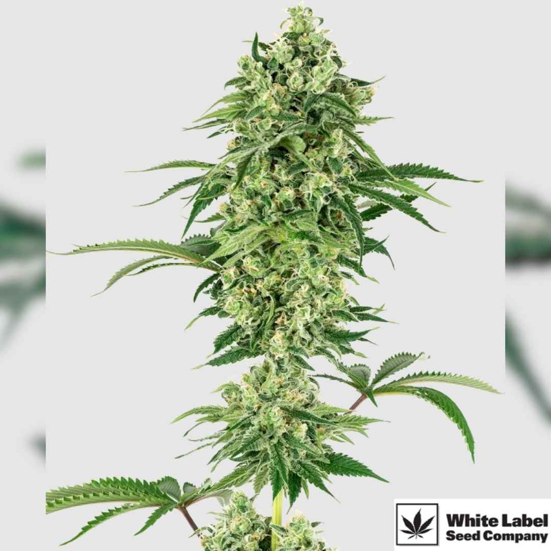 Nicole Hindu Kush mit kompakten, harzigen Blüten und dichten Indica-Buds am kräftigen Haupttrieb