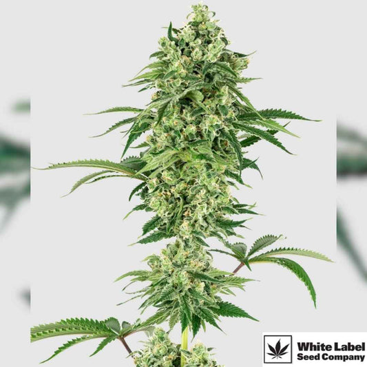 Nicole Hindu Kush mit kompakten, harzigen Blüten und dichten Indica-Buds am kräftigen Haupttrieb