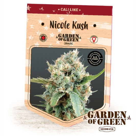 Kompakte Nicole Kush Blüte mit dichten Harztrichomen und orangefarbenen Blütenhaaren von Garden of Green