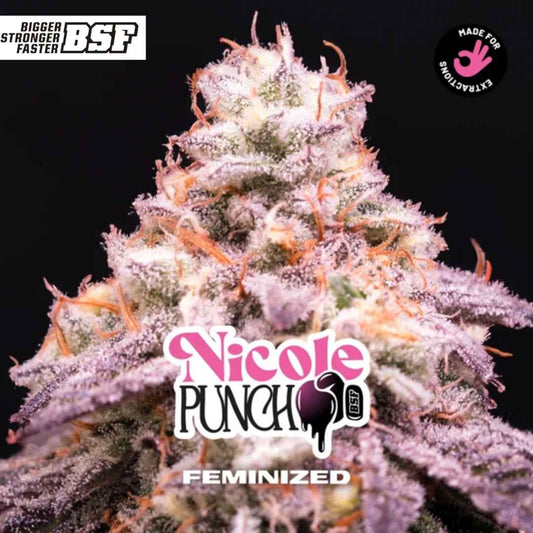 Nicole Punch feminisiert mit dichten, harzigen Blüten, violetten Nuancen und orangefarbenen Stempeln in Nahaufnahme