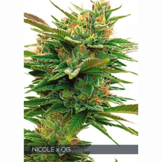 Nicole x OG von Vision Seeds mit dichter harziger Cannabisblüte.