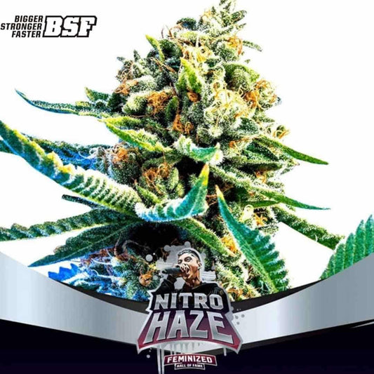 Nitro Haze Cannabispflanze mit kompakter, harziger Blüte und kräftigen grünen Blättern in der Blütephase