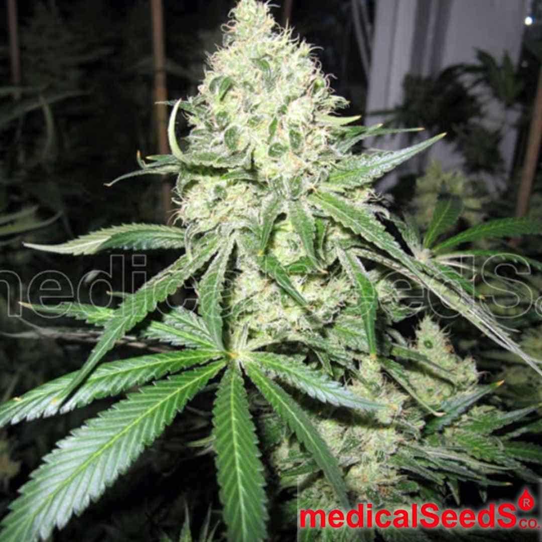 Dichte No Name Cannabisknospe mit harzigen Blüten, ausgeprägten Trichomen und kräftigen Zuckerblättern