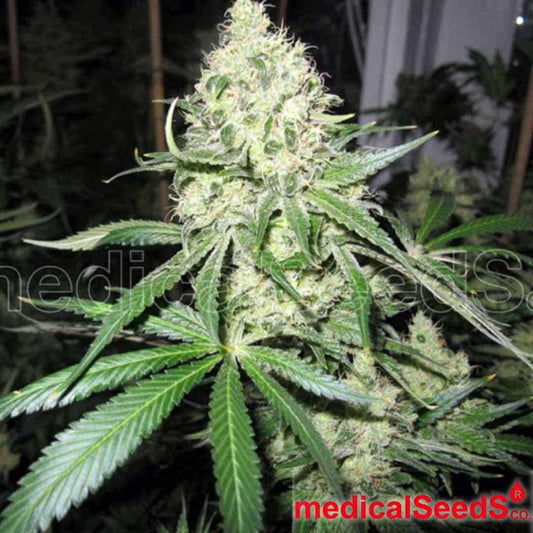 Dichte No Name Cannabisknospe mit harzigen Blüten, ausgeprägten Trichomen und kräftigen Zuckerblättern