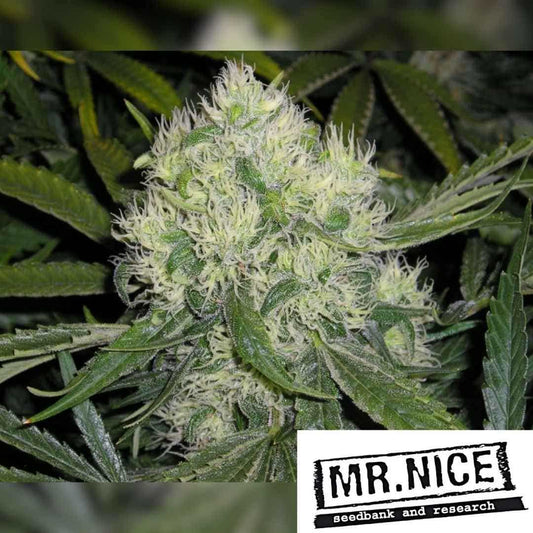 Dichte Nordle Blüte mit hellgrünen Buds, weißen Blütenhaaren und feiner Harzschicht