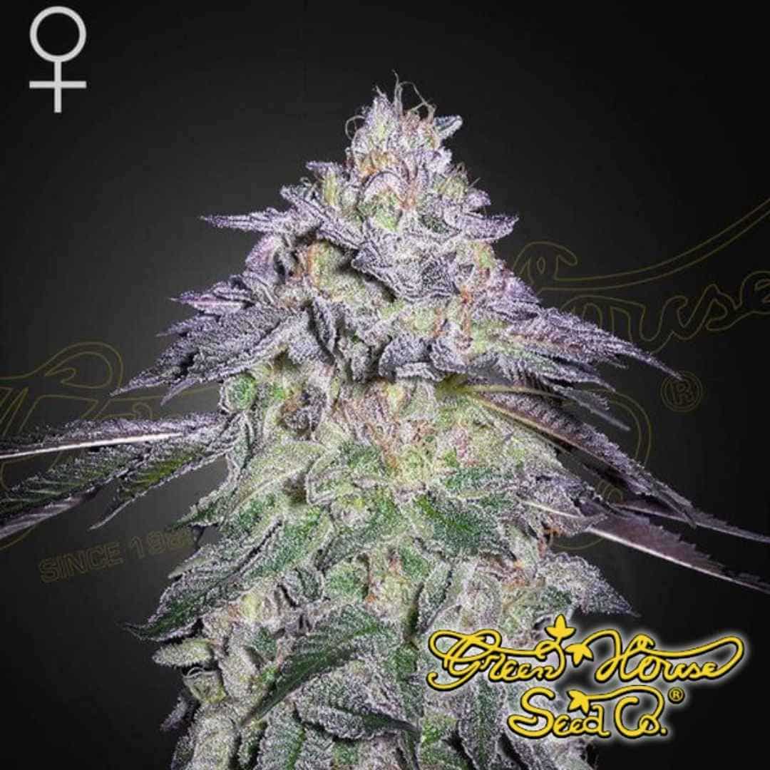 Harzige Nori Cake Cannabisblüte mit dichten Buds, violetten Akzenten und stark ausgeprägten Trichomen