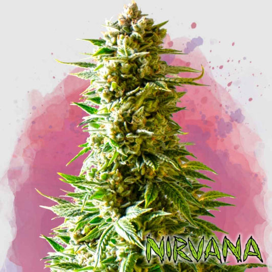 Dichte Northern Light Blüte mit harzigen Buds und leuchtend grünen Blättern in typischer Indica-Form