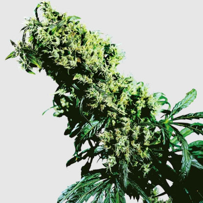 Northern Lights #5 x Haze Blütenstand mit dichten, harzreichen Knospen und dunkelgrünen Zuckerblättern