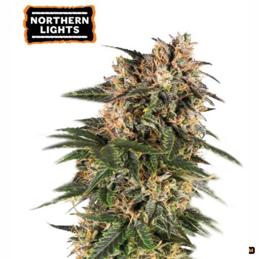 Reife Blüte von Auto Northern Lights mit dichten Buds, vielen Trichomen und orangefarbenen Stempeln