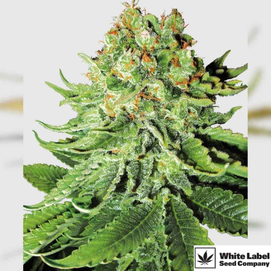 Northern Lights Automatic mit dichter, harziger Blüte und kräftigen grünen Fächerblättern