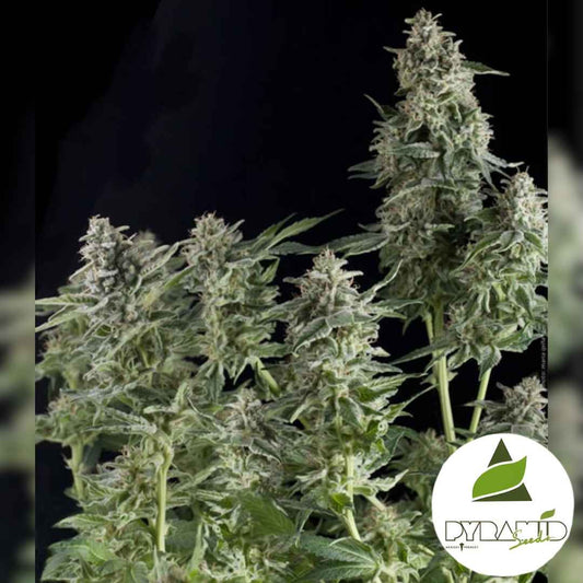 Dichte, harzreiche Northern Lights CBD Blüten mit kompakten, frostigen Buds und kräftigen Indica-Strukturen