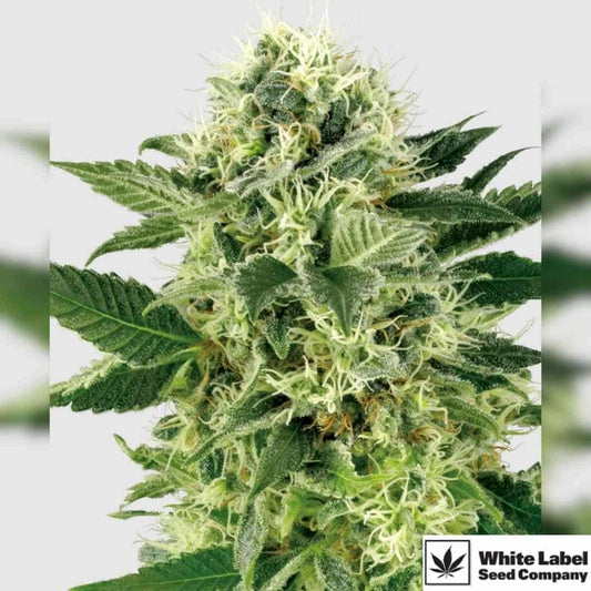 Harzige Northern Lights Blüte mit dichten Buds und leuchtend weißen Trichomen