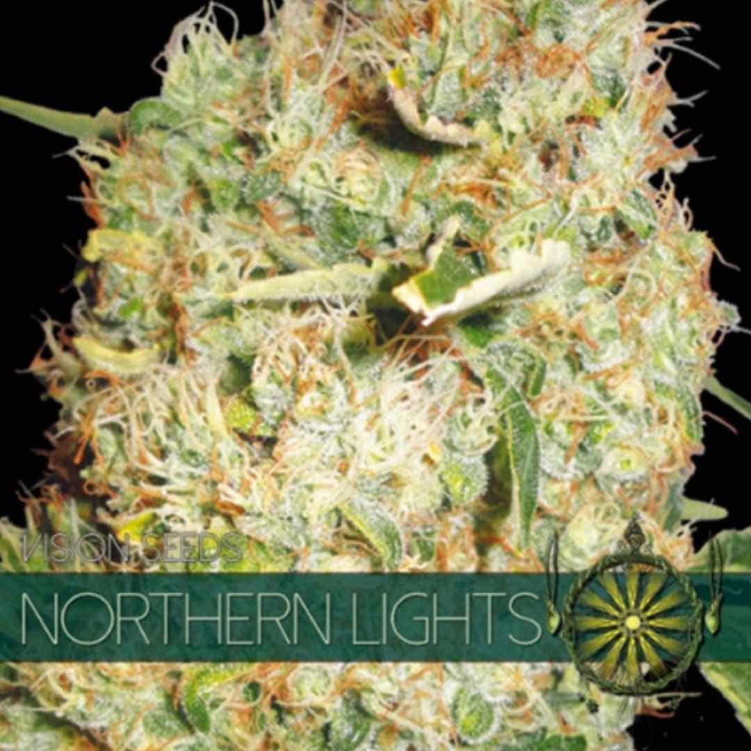 Northern Lights von Vision Seeds mit dichter, hellgrüner und harziger Cannabisblüte.