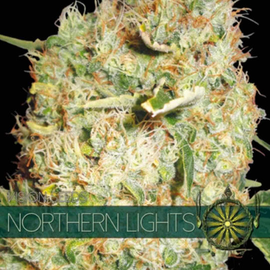 Northern Lights von Vision Seeds mit dichter, hellgrüner und harziger Cannabisblüte.