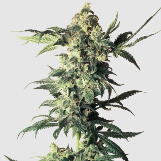 Northern Lights Regular Pflanze mit dichten, harzigen Blüten und dunkelgrünen Zuckerblättern