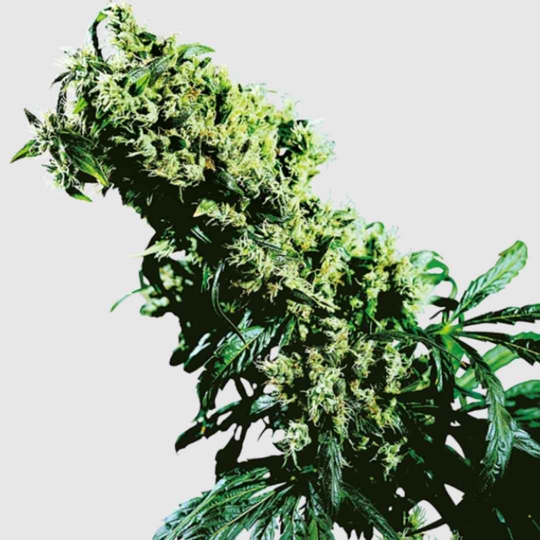 Blühende Northern Lights #5 x Haze mit langen, harzbedeckten Buds und kräftigen Blättern