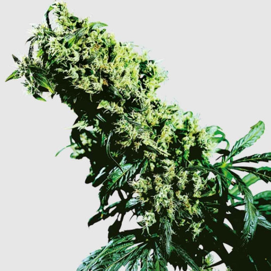 Blühende Northern Lights #5 x Haze mit langen, harzbedeckten Buds und kräftigen Blättern