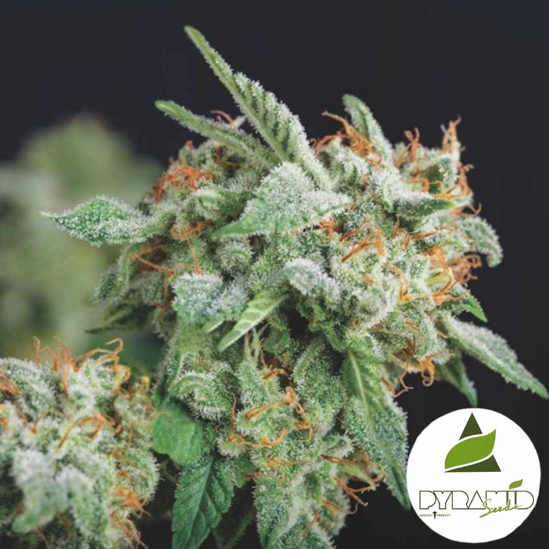 Frostige Northern Lights x Runtz Blüte mit dichten Trichomen und orangefarbenen Blütenhaaren