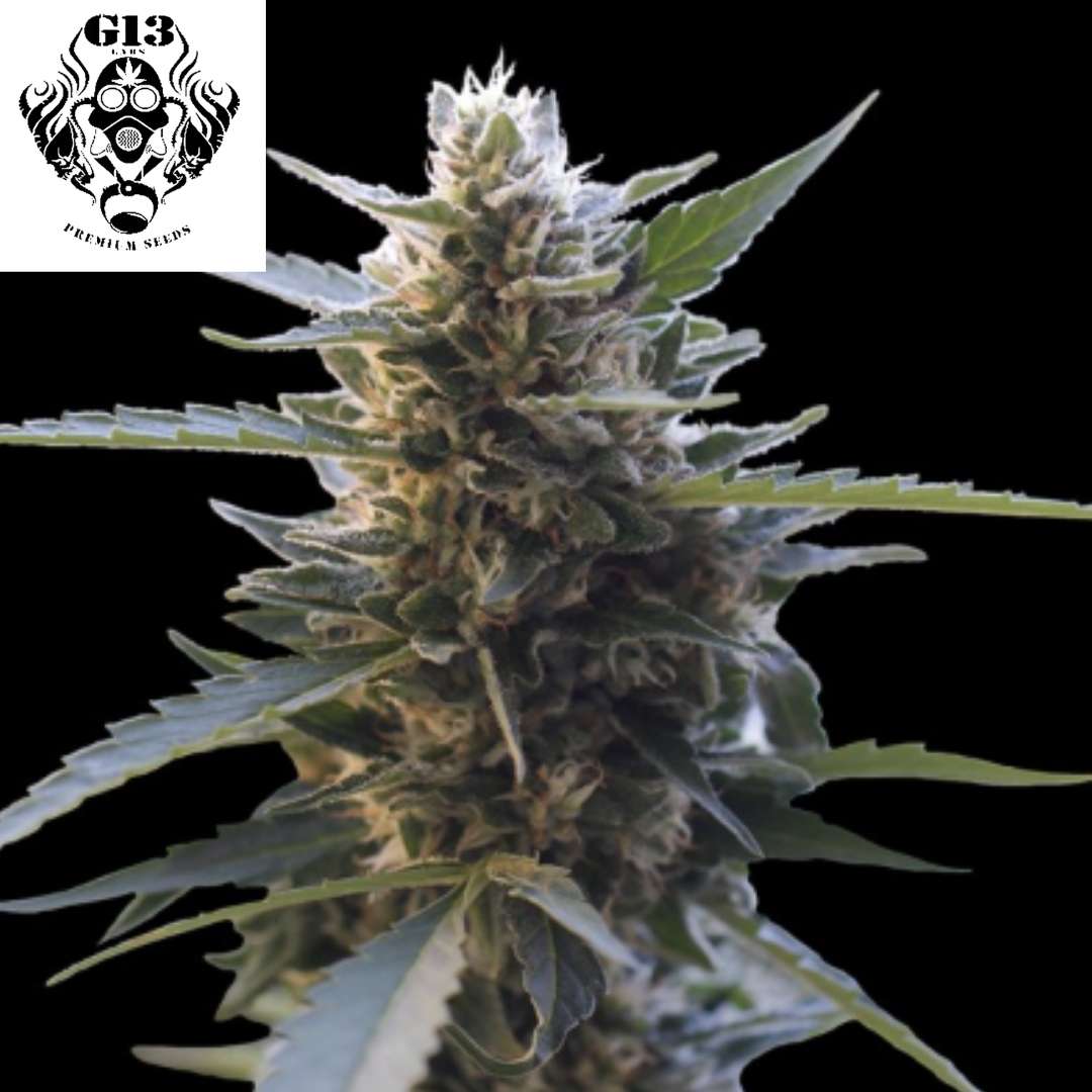 Harzige Cannabisblüte der Sorte Northern Lights x Skunk mit dichten Buds, sichtbaren Trichomen und gezackten Blättern