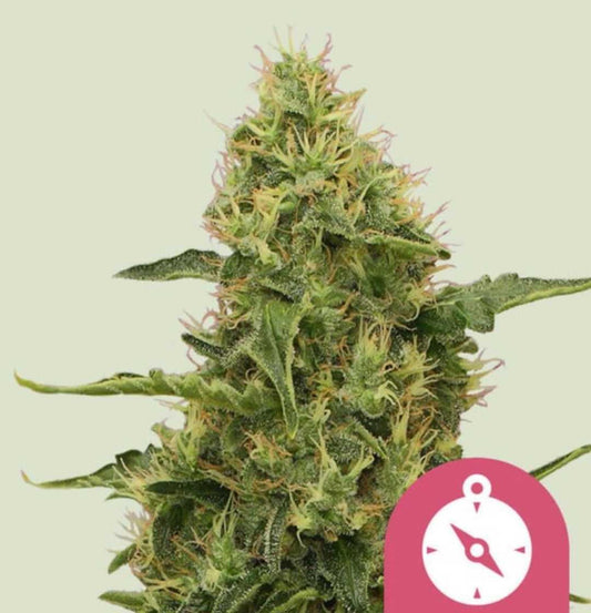 Northern Light Cannabispflanze mit harzreichen grünen Buds und orangefarbenen Blütenhaaren