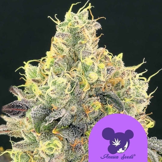 Dichte Nova OG Blüte mit kristallartigen Trichomen, violetten Akzenten und leuchtend orangefarbenen Blütenhaaren.