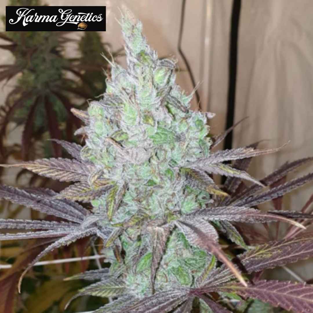 Now N Frutti Cannabisblüte mit frostigen Trichomen und violetten Zuckerblättern