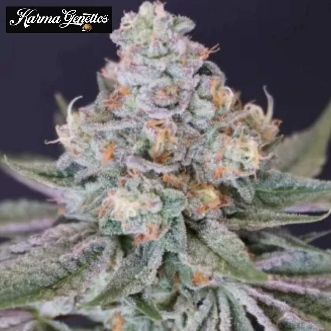 Now N Melon Cannabisblüte mit dichten Trichomen, grünen Blättern und orangefarbenen Blütenfäden