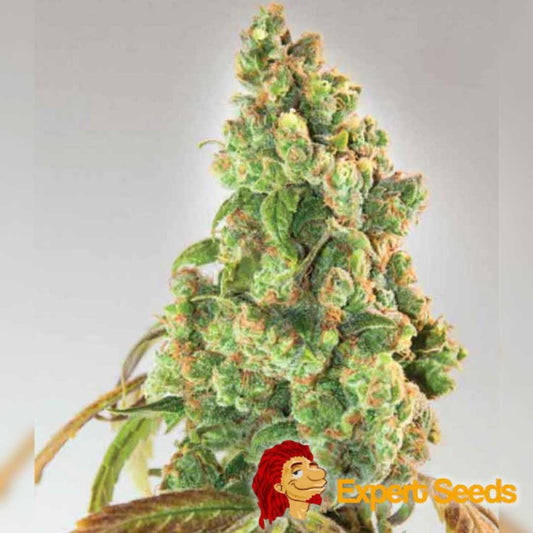Dichtes Nurse Lily CBD Bud mit orangefarbenen Härchen und kristallinen Trichomen