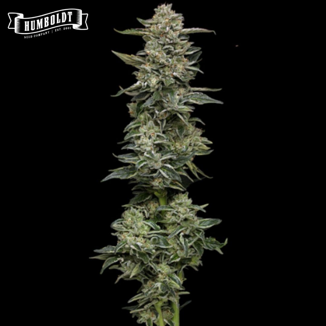 Nutter Budder Cannabisblüte mit kompaktem Hauptbud, grünen Zuckerblättern und dichten Trichomen