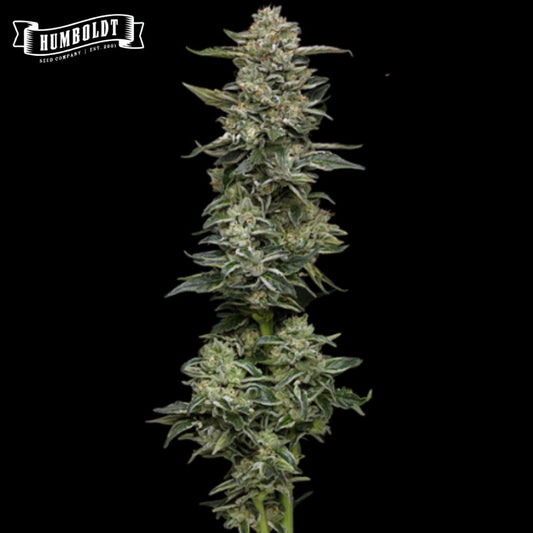 Nutter Budder Cannabisblüte mit kompaktem Hauptbud, grünen Zuckerblättern und dichten Trichomen