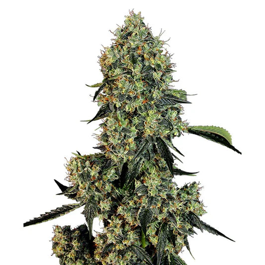 Dichte, harzig glänzende Blüten der O.g. Kush mit orangefarbenen Härchen und dunkelgrünen Zuckerblättern.